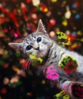 catpaint_open