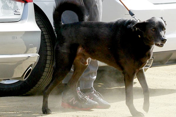 Orlando_Bloom_dog