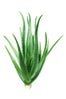 chapped-lips-aloe