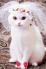 bride-cat