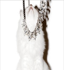 juicy-cats3