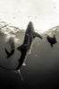whaleshark-1