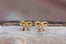 DiamentDesigns_BowEarrings_12slide