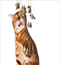 juicy-cats5