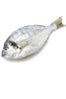 fish-333