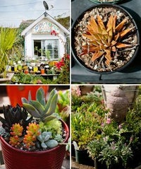 No Green Thumb? No Problem — Your Cheat Sheet To A Rad L.A. Garden kgwzZ_6LQ-GRi8LSiupQOBgUHsfyiuhMCAfiuvQiXpU