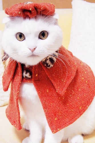 cape-cat