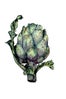 ARTICHOKE