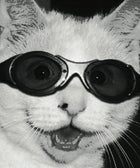 Purr Genius: Oakland To Host Internet Cat Video Festival cat opener