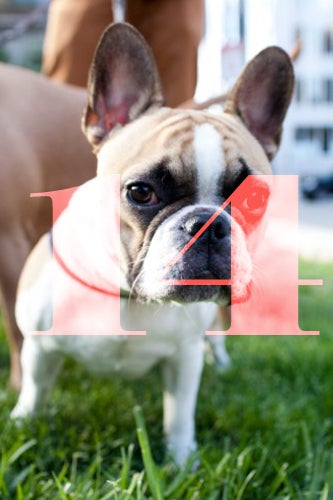 14_Dogs