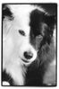 _ET-Luckydog