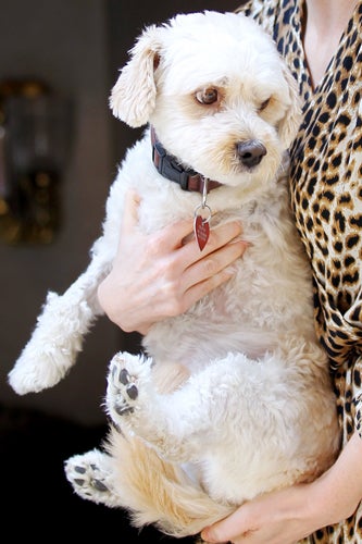 Jessica_Chastain_dog