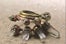 lili-claspe-35-pyrite-quartz-