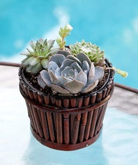 indoorplants-op