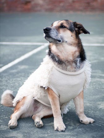 011_Dogs_MollyCranna