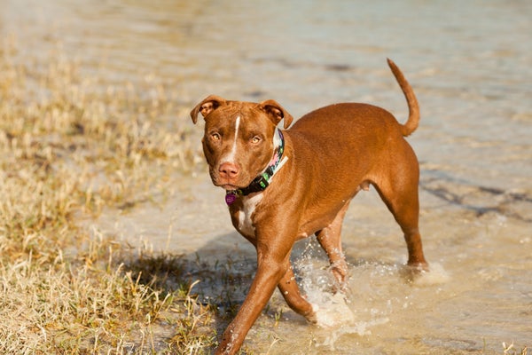 03-andy_lai_photography_refinery29_dogs_3