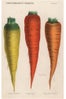 PC-carottes_$1