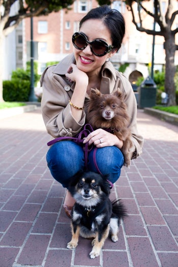 san francisco dogs