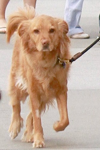 Ryan_Renolds_dog