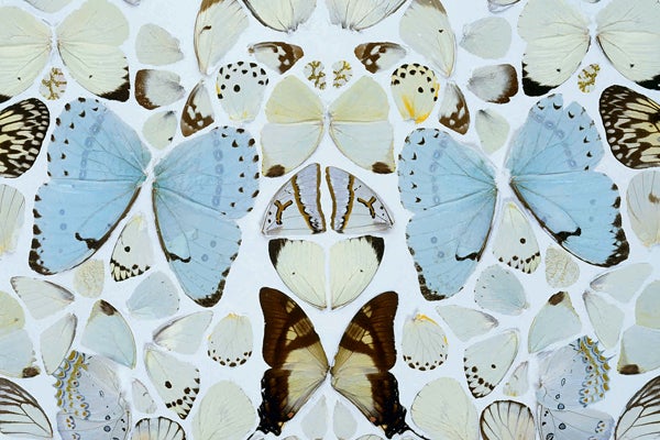06_TateModern_DamienHirstButterflies-credit-Prudence-Cuming-Associates