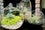 06_Juicy-Leaf-02