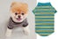boo dog fashion