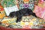 CocoTheDog