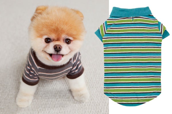 boo dog fashion
