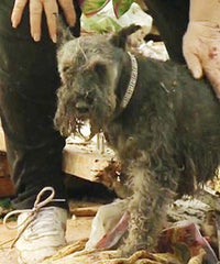 dog