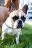 san francisco dogs