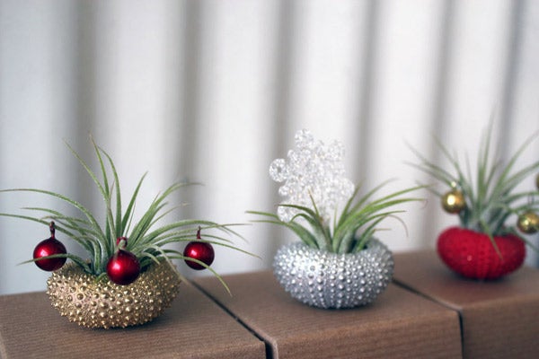 Peacock-Taco-Holiday-Air-Plants_Etsy_42