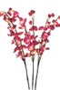 cherry blossoms