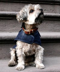 Woof! The Cutest Dog Collection We Ever Did See