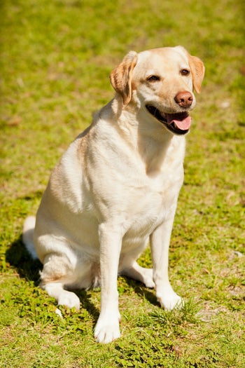 11-andy_lai_photography_refinery29_dogs_1-(1)