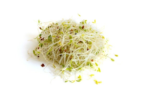 alfalfa-sprouts-01