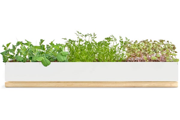 microgreens